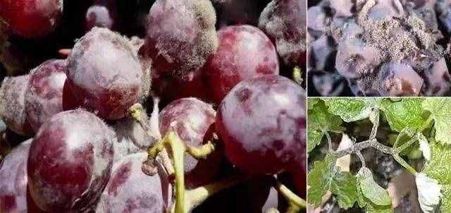 18种葡萄常见病害的诊断及防治方法