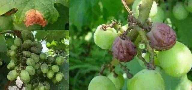 18种葡萄常见病害的诊断及防治方法