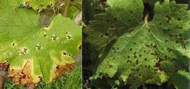 18种葡萄常见病害的诊断及防治方法