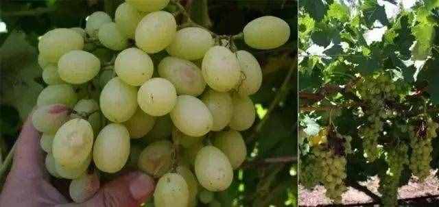 18种葡萄常见病害的诊断及防治方法