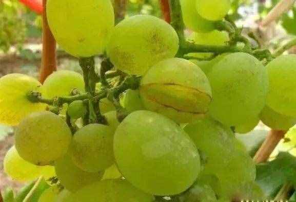 18种葡萄常见病害的诊断及防治方法