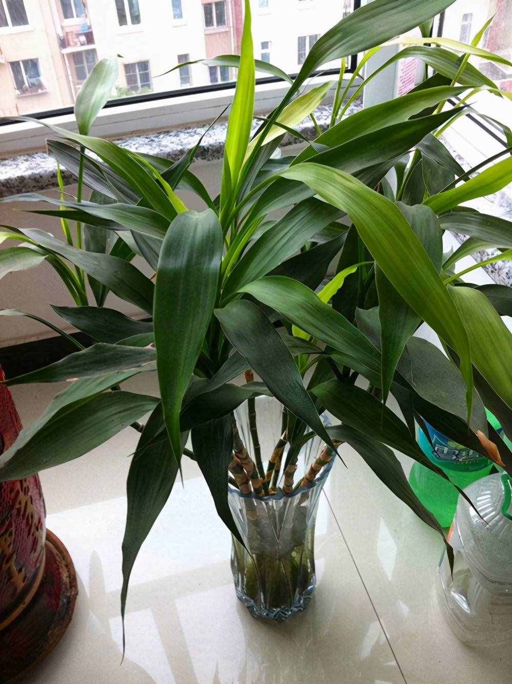 富贵竹养护要点，熟悉它的习性，这几点要注意