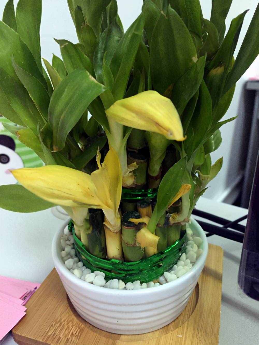 富贵竹养护要点，熟悉它的习性，这几点要注意