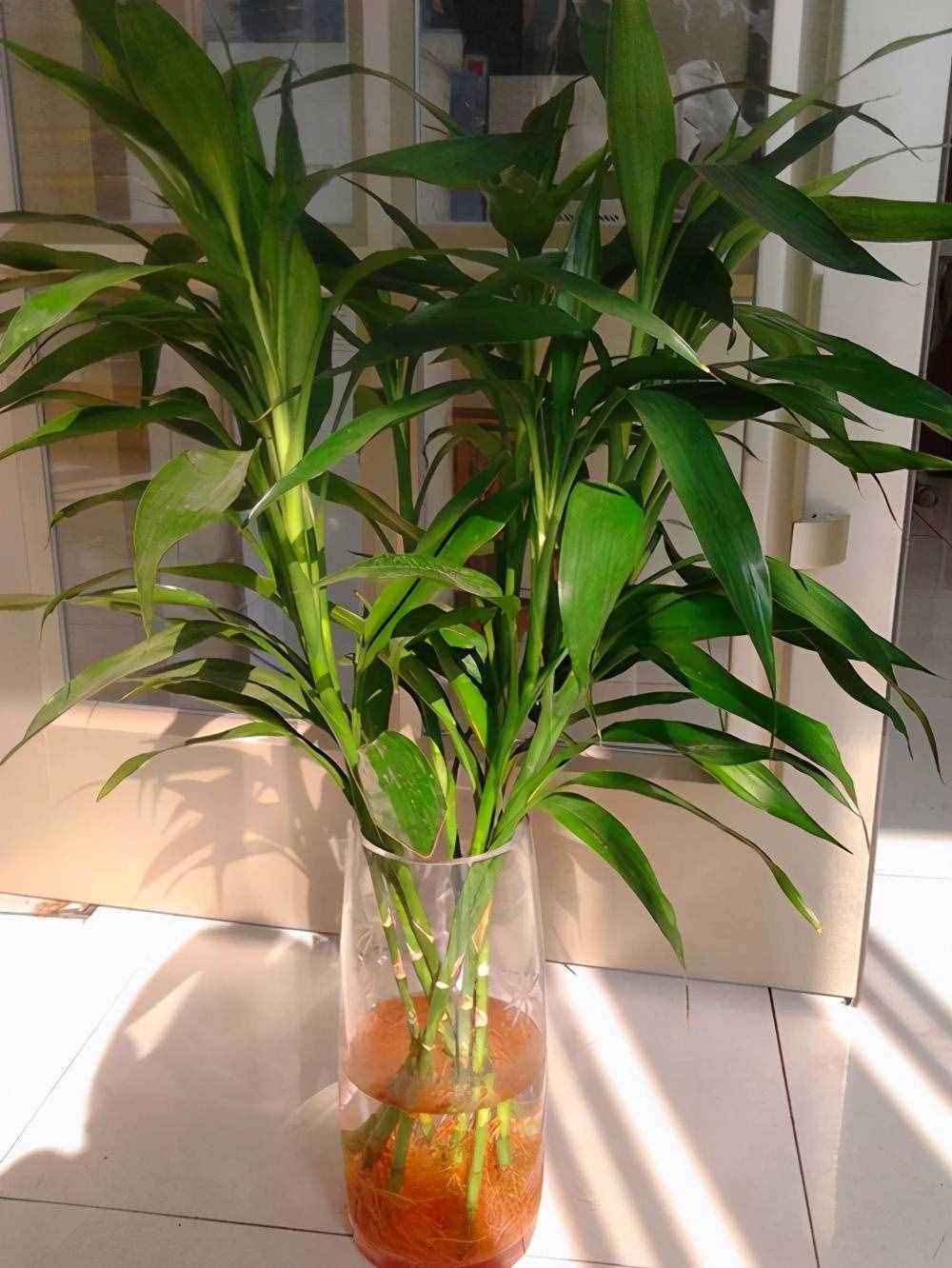 富贵竹养护要点，熟悉它的习性，这几点要注意