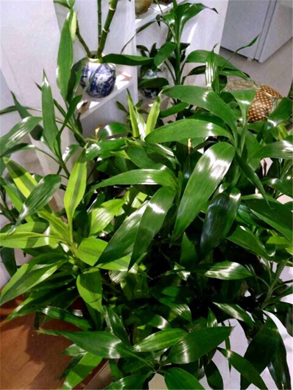 富贵竹养护要点，熟悉它的习性，这几点要注意