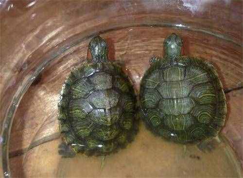 小乌龟怎么养？小乌龟吃什么