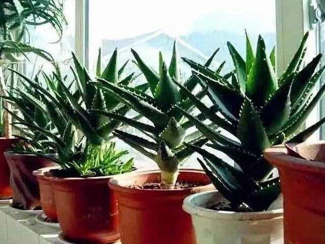 8种“吸毒花”，家里养一盆，废气吸光光，净化空气一级棒