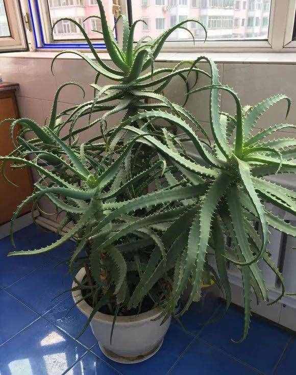 8种“吸毒花”，家里养一盆，废气吸光光，净化空气一级棒