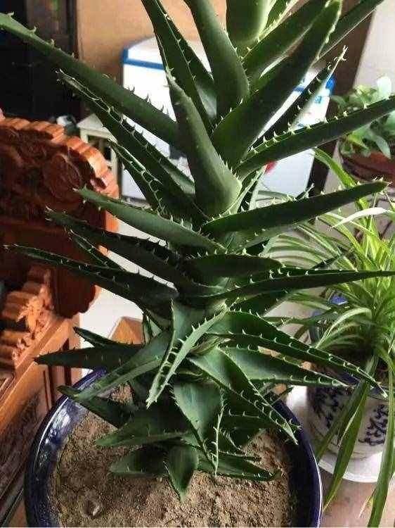 8种“吸毒花”，家里养一盆，废气吸光光，净化空气一级棒