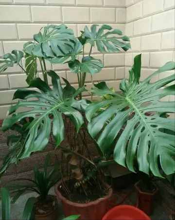 8种“吸毒花”，家里养一盆，废气吸光光，净化空气一级棒