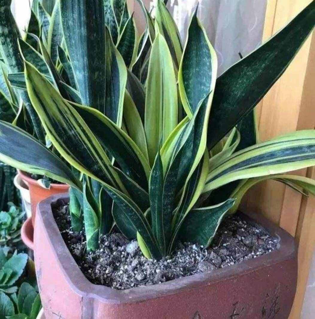 8种“吸毒花”，家里养一盆，废气吸光光，净化空气一级棒