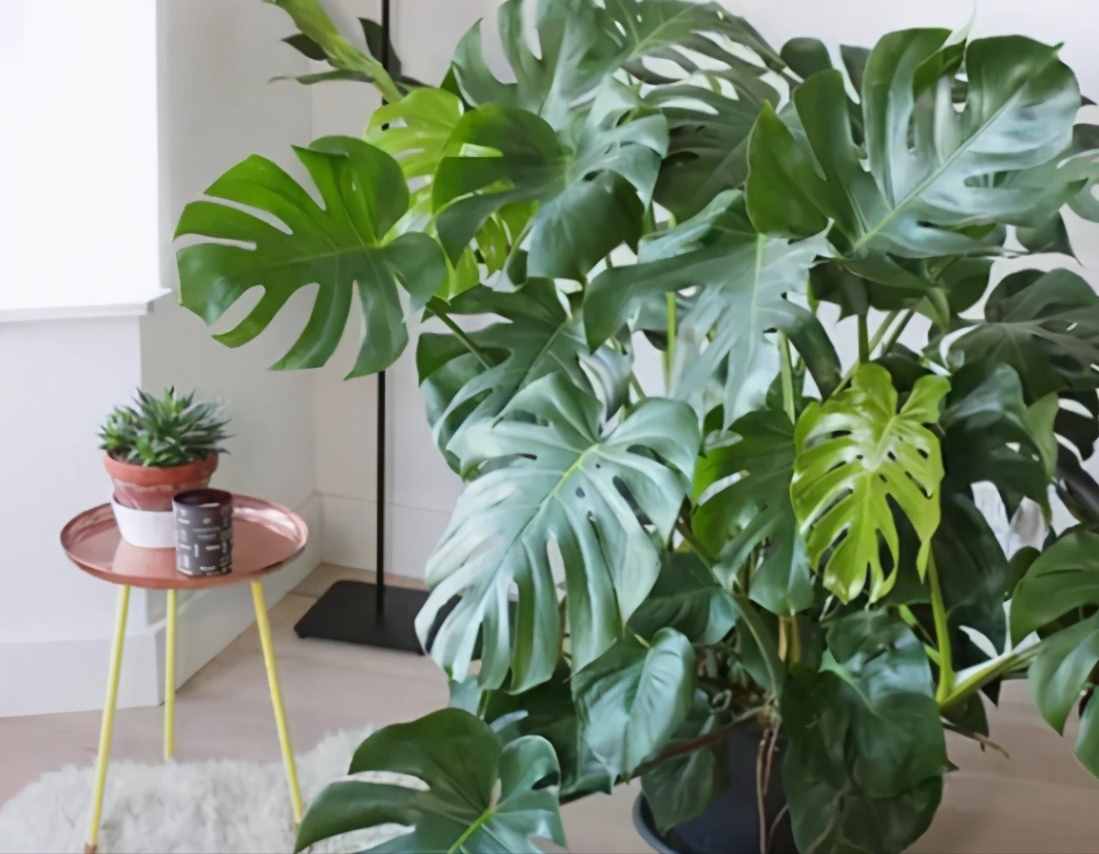 8种“吸毒花”，家里养一盆，废气吸光光，净化空气一级棒