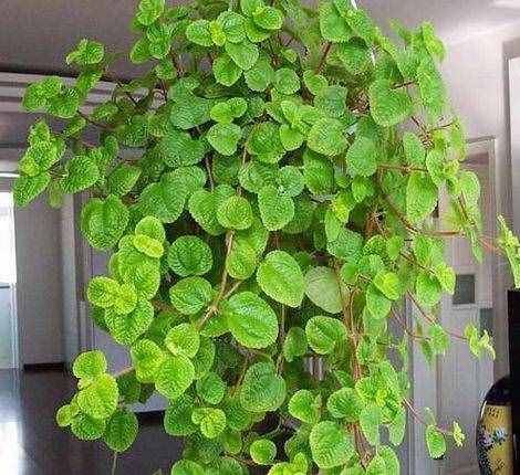 8种“吸毒花”，家里养一盆，废气吸光光，净化空气一级棒