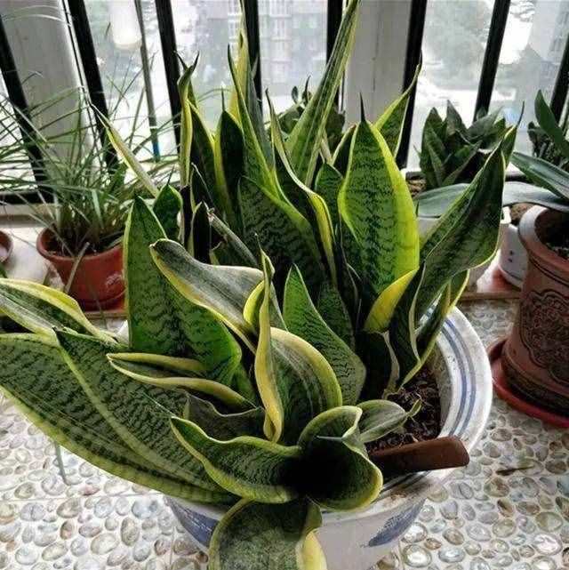 8种“吸毒花”，家里养一盆，废气吸光光，净化空气一级棒