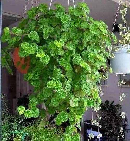 8种“吸毒花”，家里养一盆，废气吸光光，净化空气一级棒