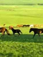 今日更新内蒙古旅游注意事项（来内蒙古前先看这篇）