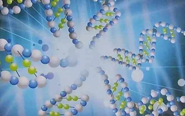 亚麻酸与DHA的关系