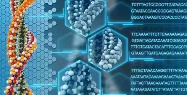 亚麻酸与DHA的关系