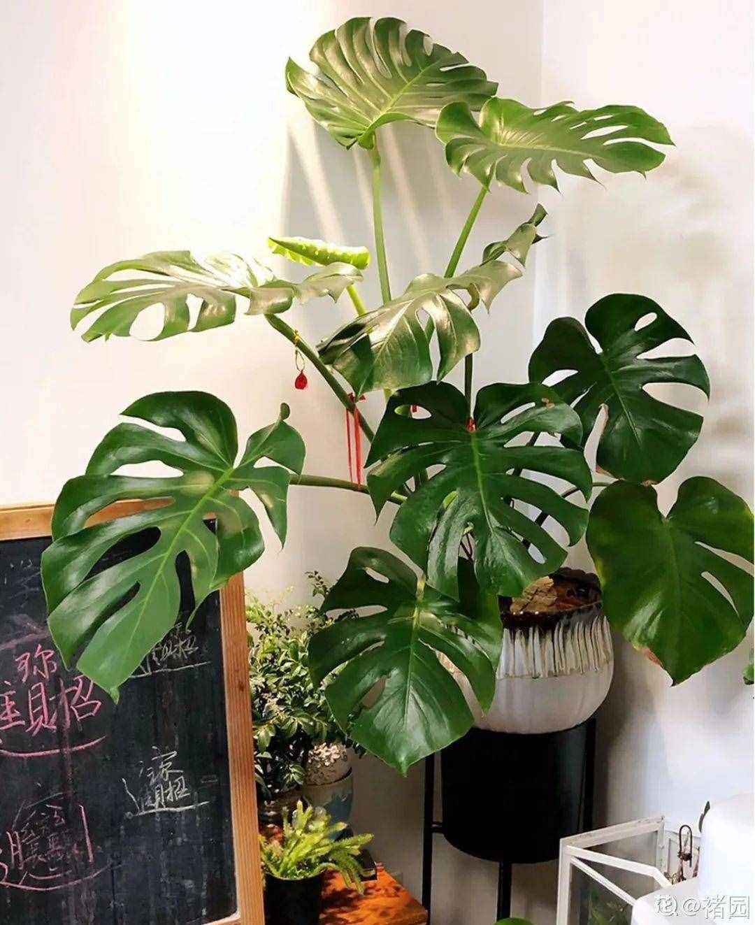 24种花，净化空气最厉害，绿萝竟然倒数