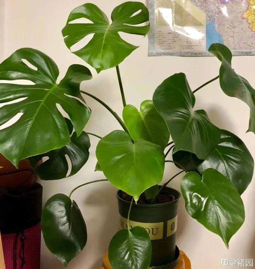 24种花，净化空气最厉害，绿萝竟然倒数