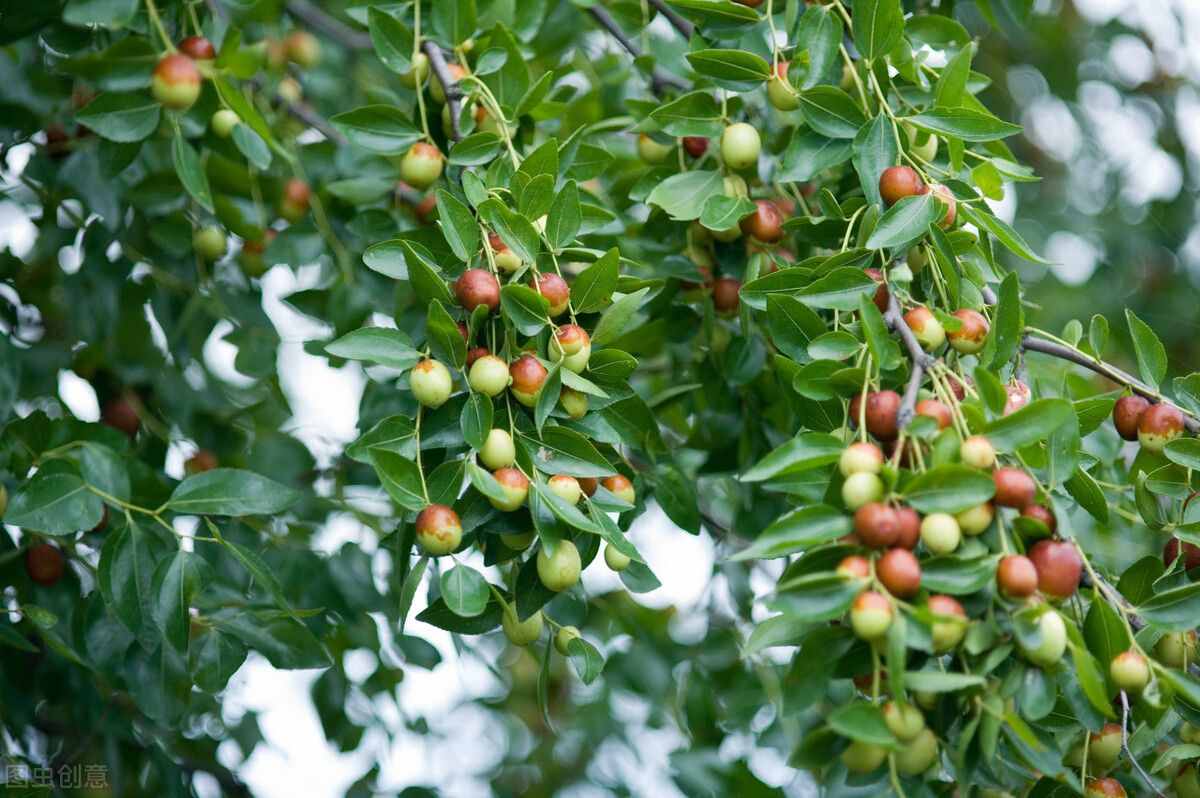 「农谷科技微课堂」（原创）枣树综合管理技术（六）