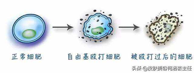 天天在说抗氧化，抗氧化到底是什么？大多数人没搞懂它