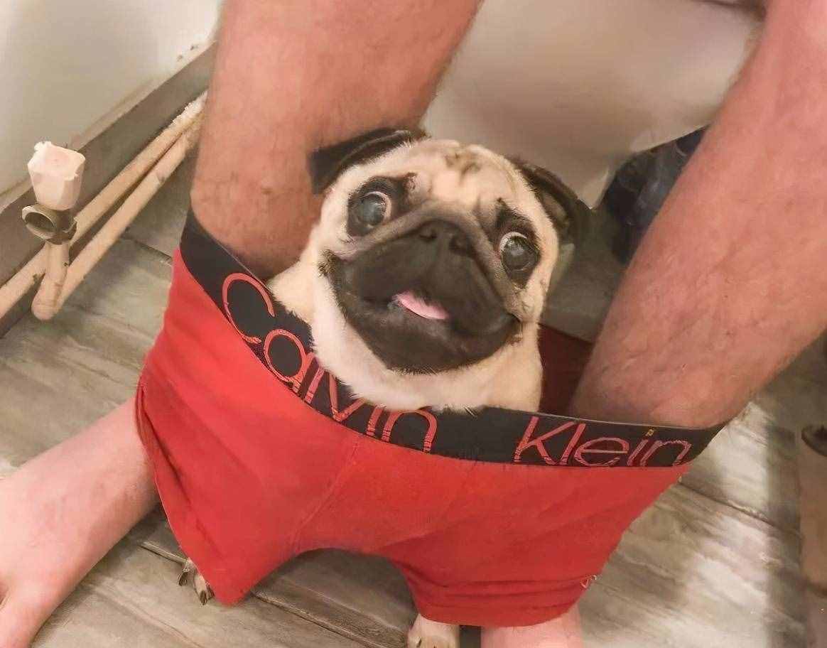 巴哥犬好养吗？