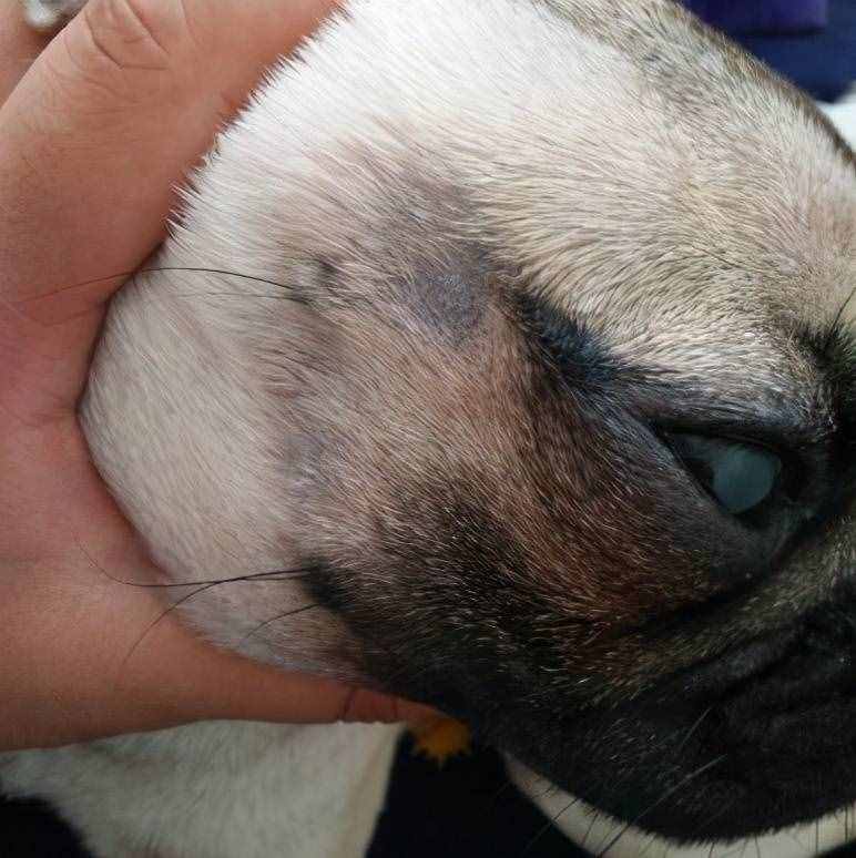 巴哥犬好养吗？