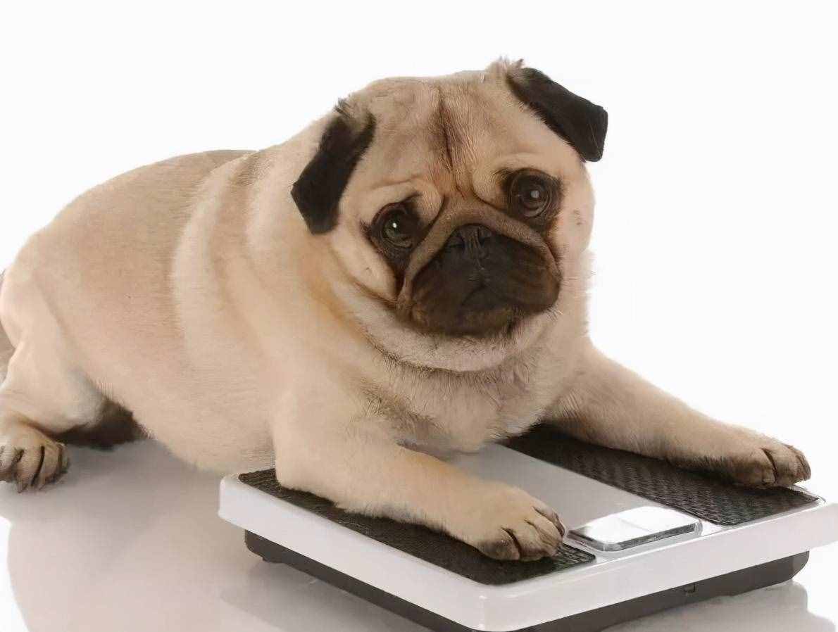 巴哥犬好养吗？