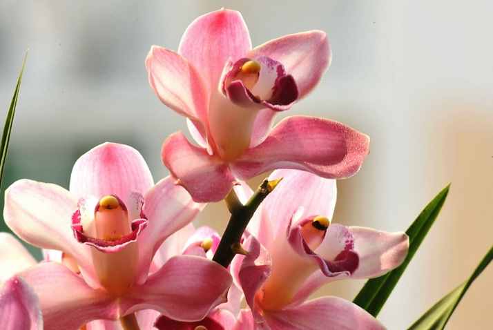 兰花的养殖方法和注意事项