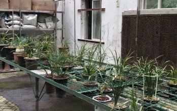 兰花的这30个品种，价值高还稀有，比玉石字画都贵