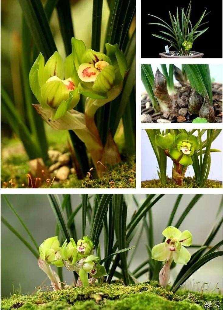 兰花的这30个品种，价值高还稀有，比玉石字画都贵