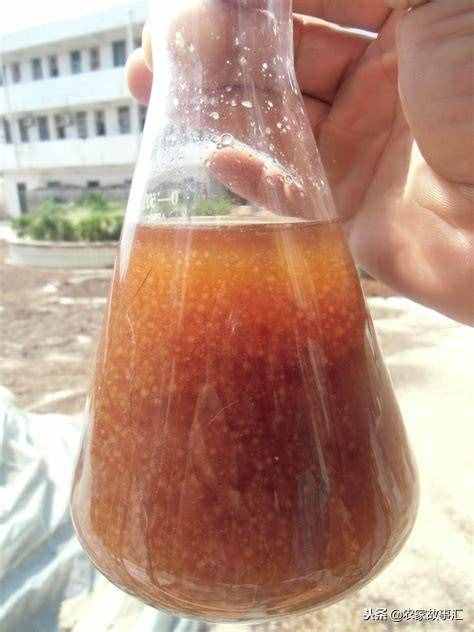 简易液体菌种制作方法