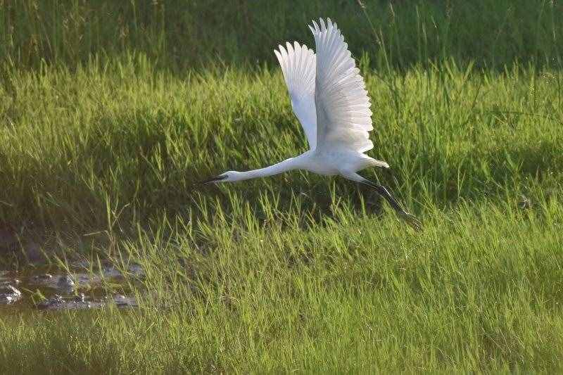 刘继增｜七律白鹭