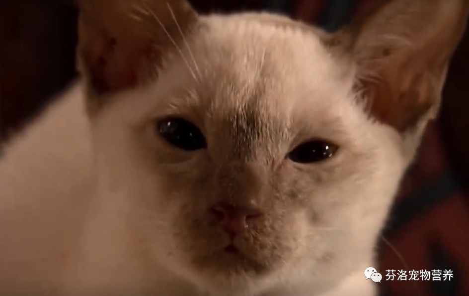 最全猫咪品种资料清单，请您查收