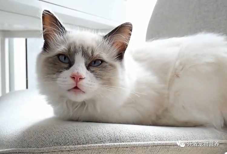 最全猫咪品种资料清单，请您查收