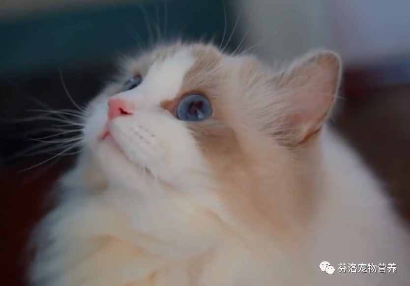 最全猫咪品种资料清单，请您查收