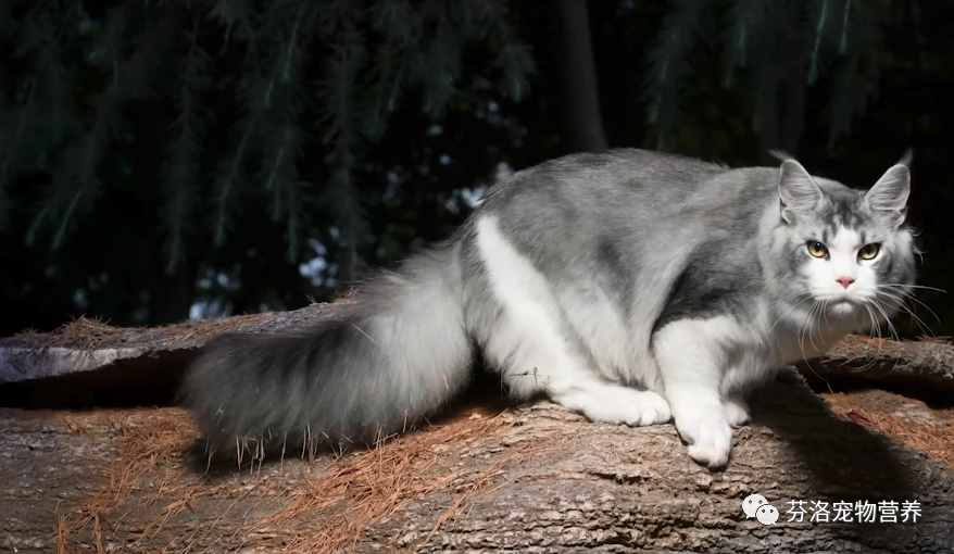 最全猫咪品种资料清单，请您查收