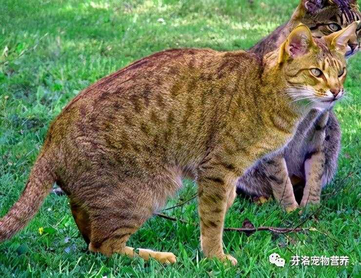 最全猫咪品种资料清单，请您查收