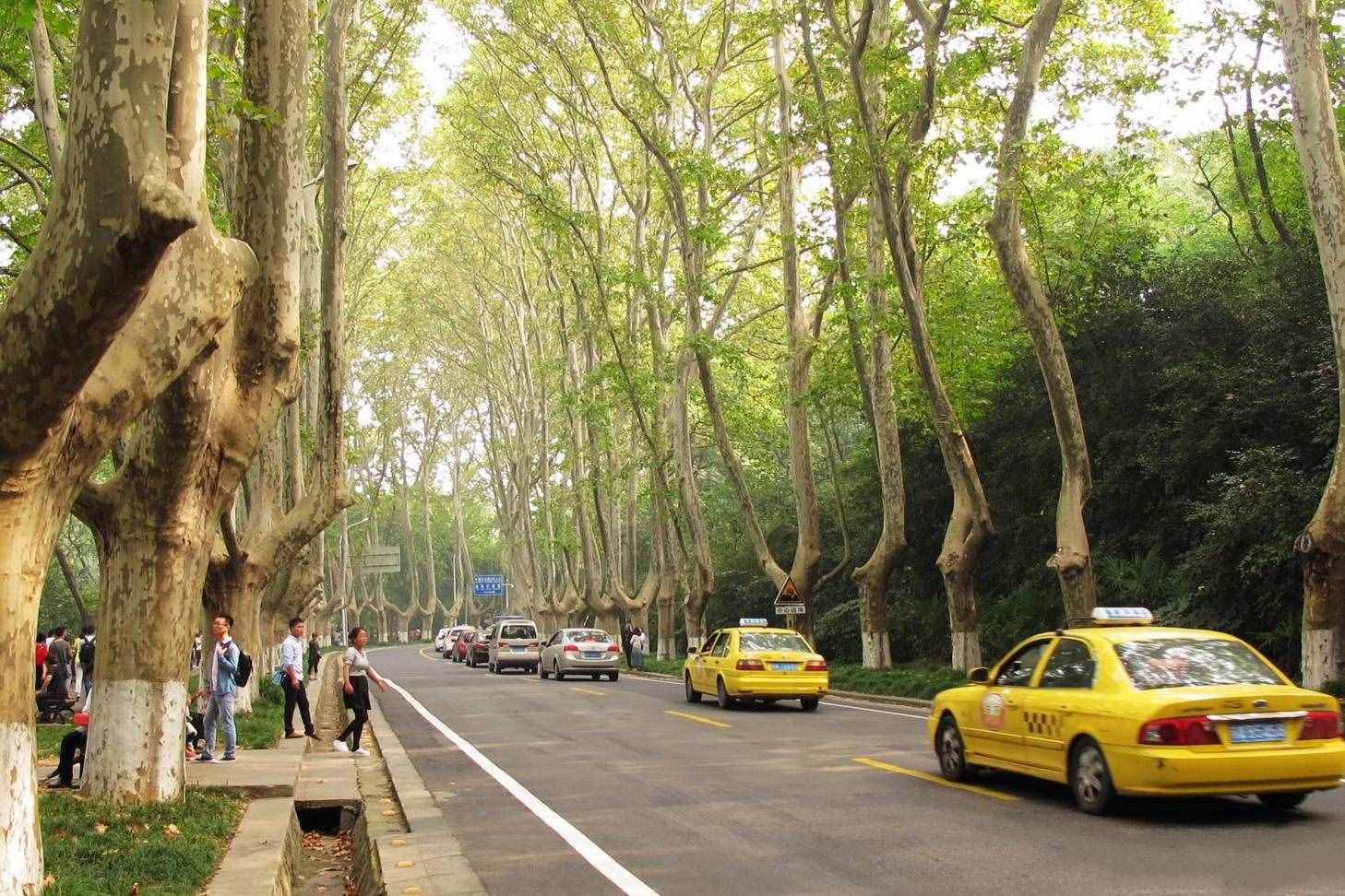 南京旅游别总去夫子庙，这5个景点更值得一去，你都去过吗？