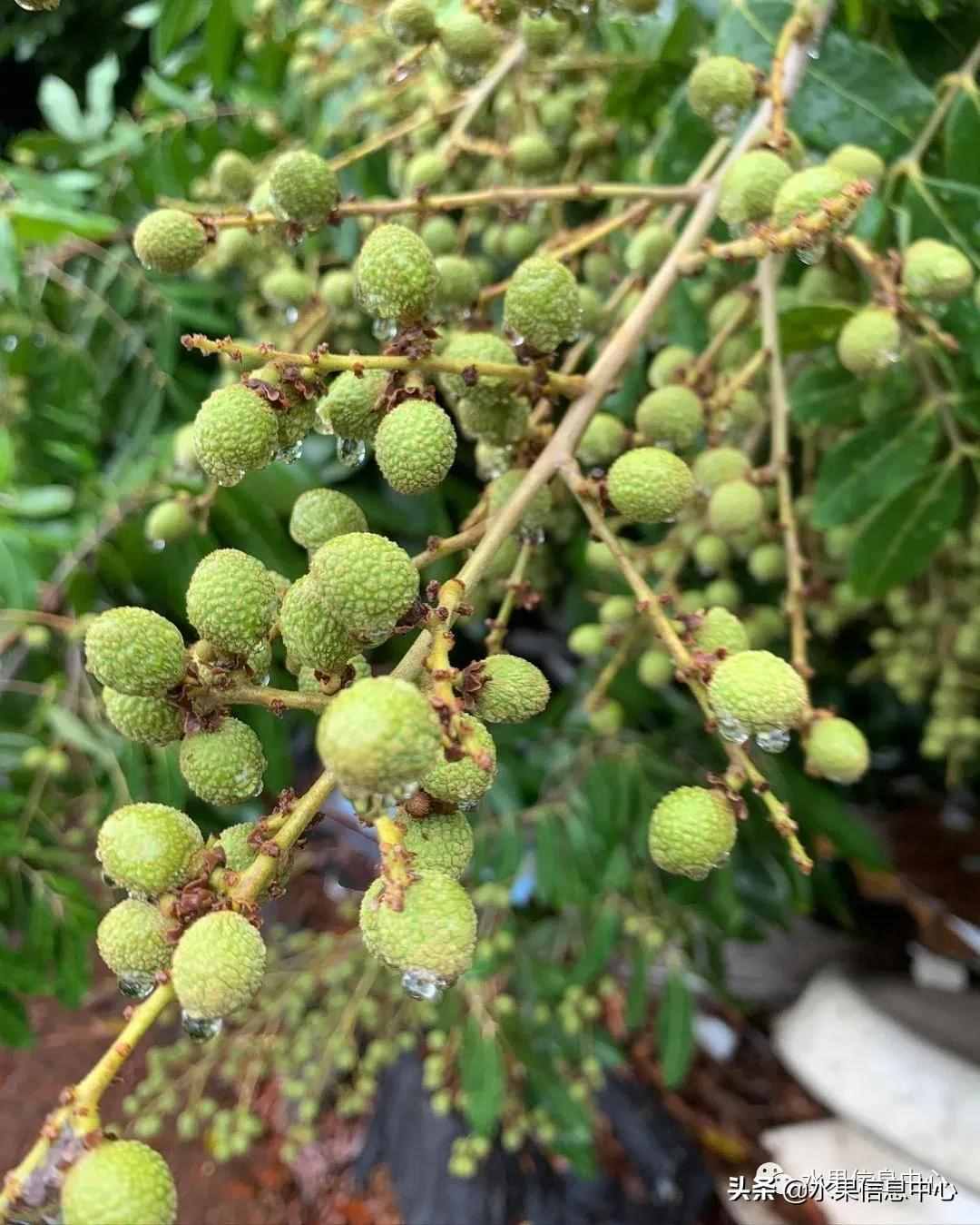 一份全国龙眼产地地图及品种