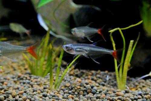 喜欢身体透明小型观赏鱼的鱼友，不能错过这篇文章