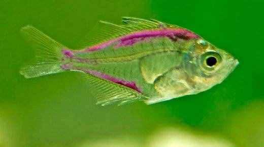 喜欢身体透明小型观赏鱼的鱼友，不能错过这篇文章