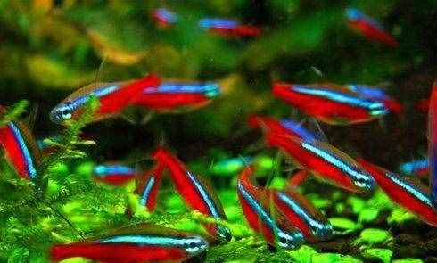 喜欢身体透明小型观赏鱼的鱼友，不能错过这篇文章