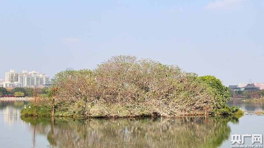 藏在城市中央“会呼吸的水”！世界湿地日“打卡”广州海珠湖