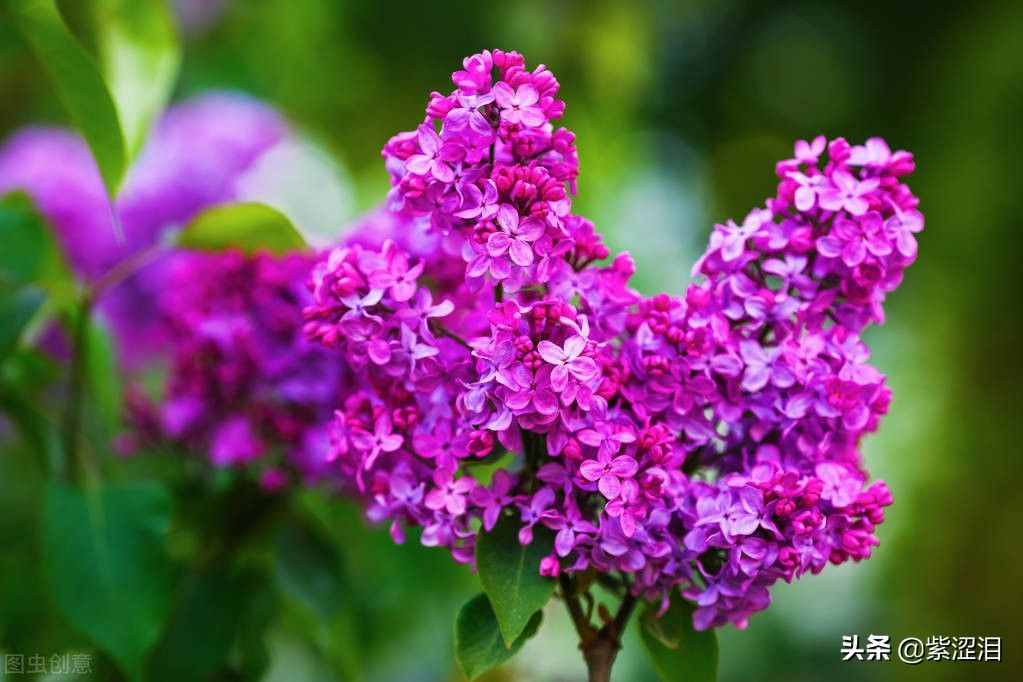 《丁香花》的故事