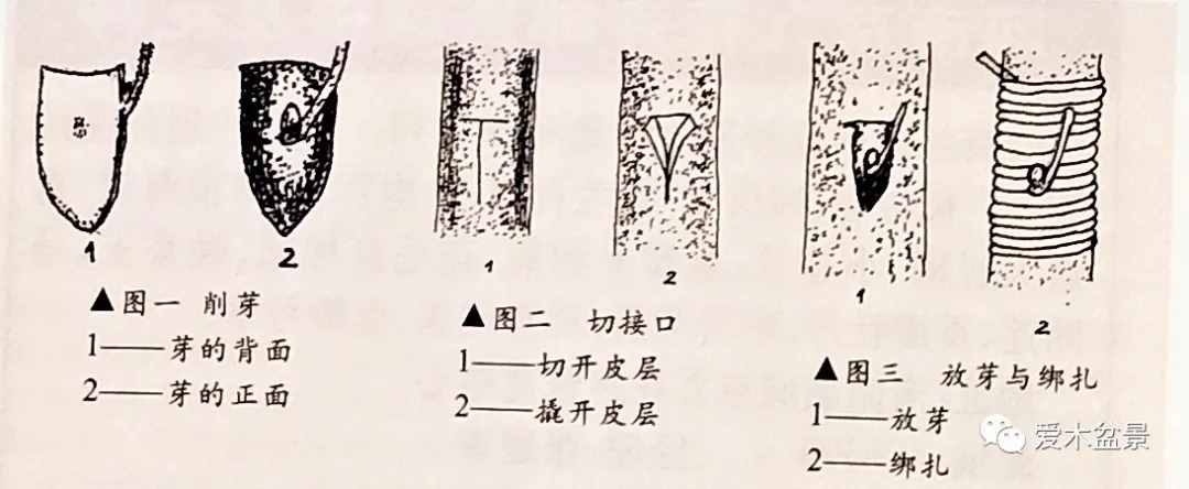 梅花盆景快速制作技术