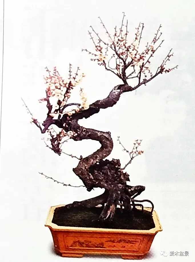 梅花盆景快速制作技术
