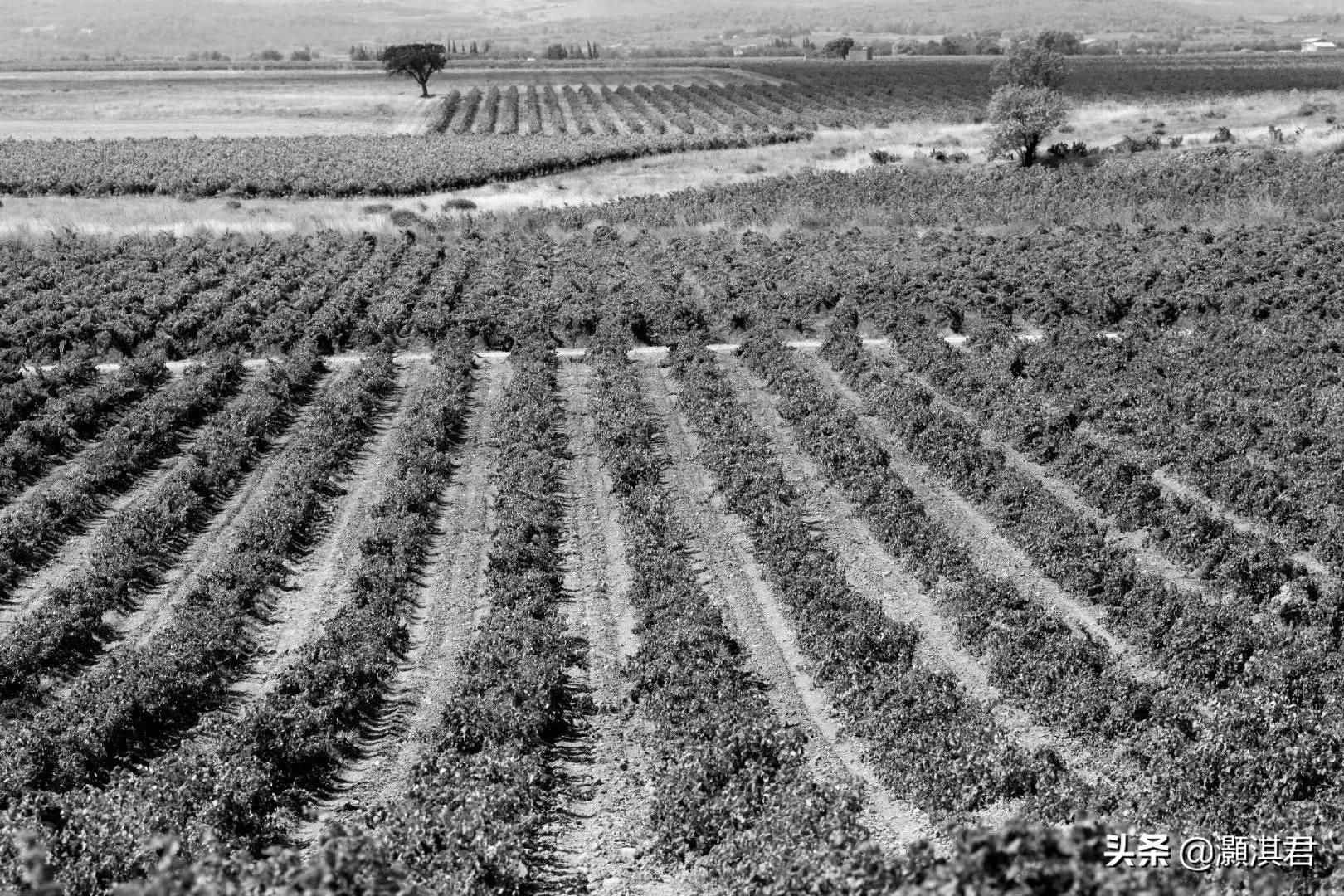 天然的健康饮品“红酒”它的益处，你知道多少