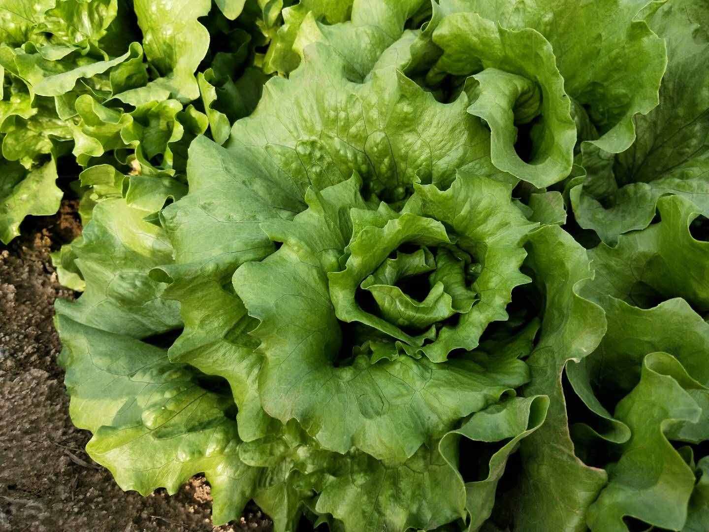 3步种好生菜，叶片柔嫩，生长快，30天后就能吃